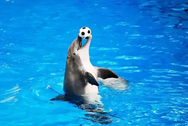 Dolphins Show - KEMER TOURS