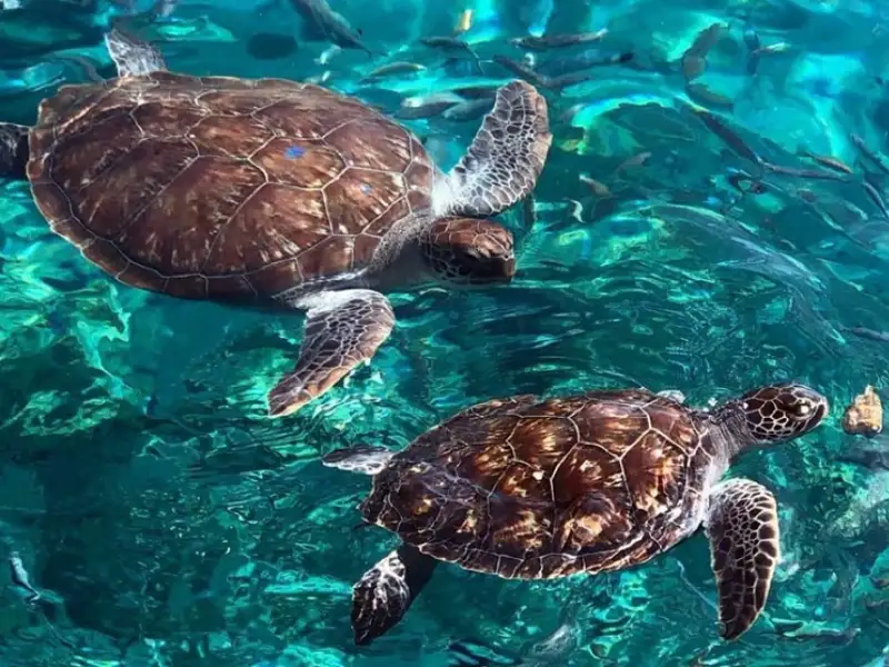 Porto Ceneviz Yacht Tour from Kemer – Sail into Turquoise Waters! - Photos 4
